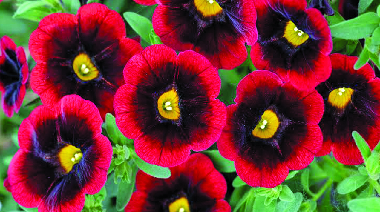 Calibrachoa Cabaret Special Red Velvet